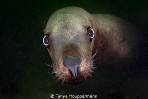 'Well, Hi!' - A Steller sea lion stops by for a quick hel... by Tanya Houppermans 